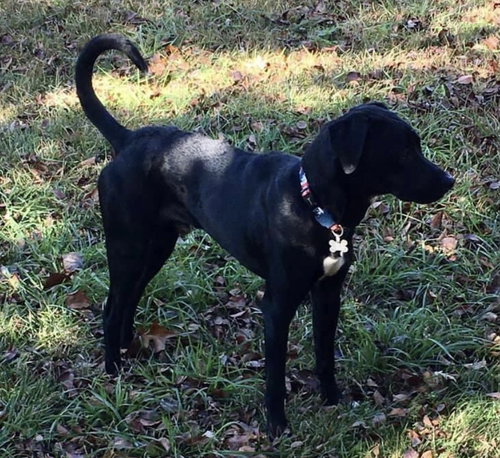 Nova