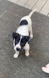 Rocco