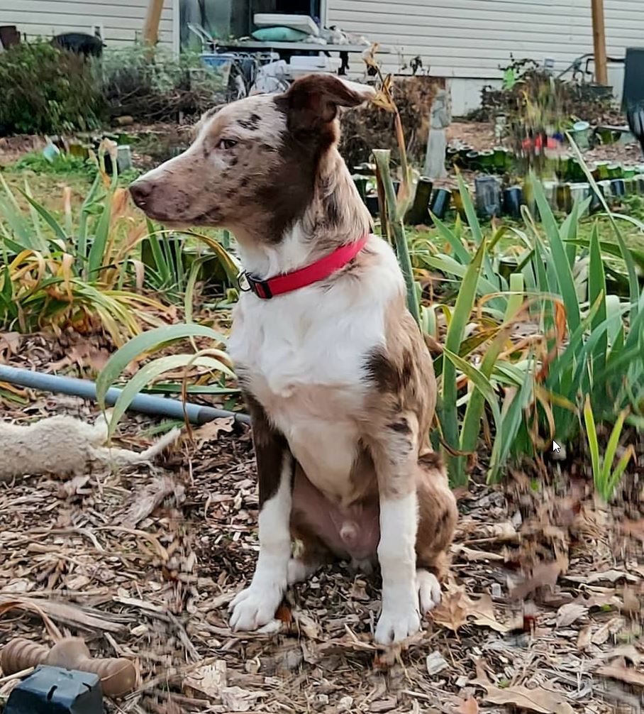 Catahoula best sale australian shepherd