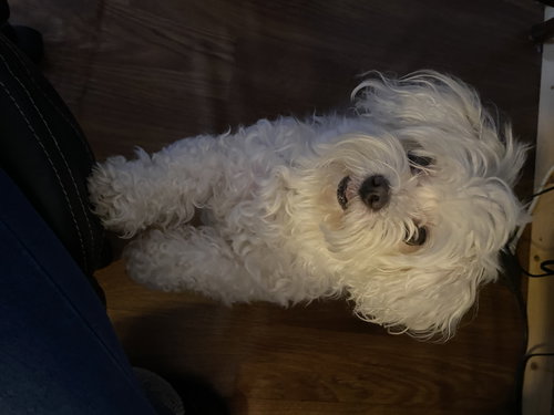 Gigi