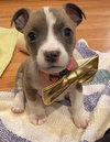 Cupid