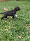 Waylon