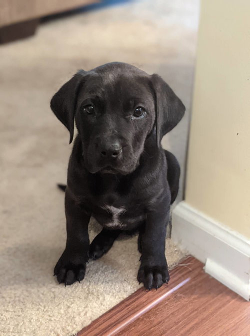 Waylon