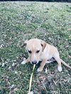 Baxter