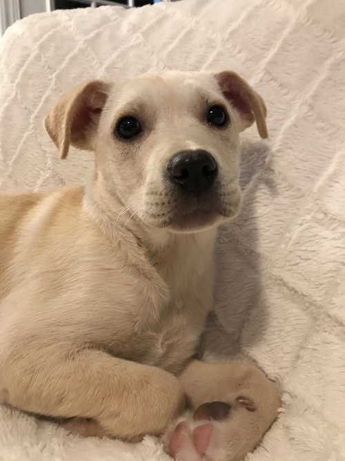 Nilla Wafer