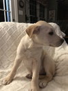 Nilla Wafer