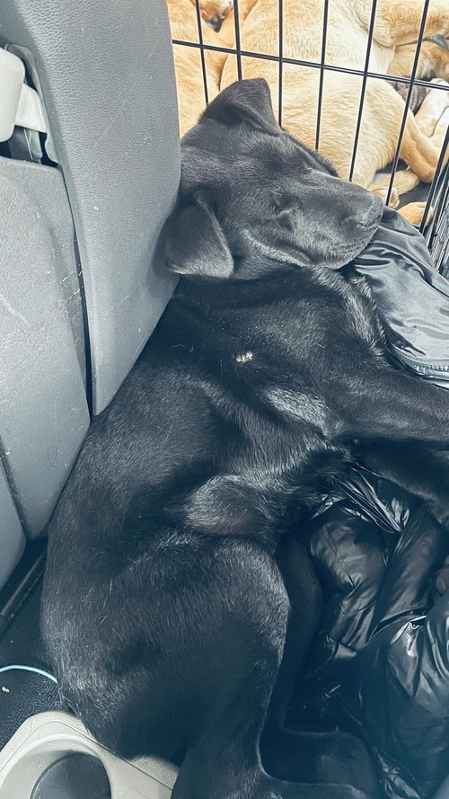 Violet/Shiloh