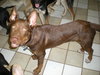 Nimoy - adoption pending