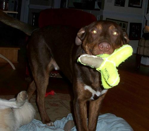 Nimoy - adoption pending
