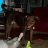 Nimoy - adoption pending