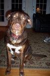 Nimoy - adoption pending