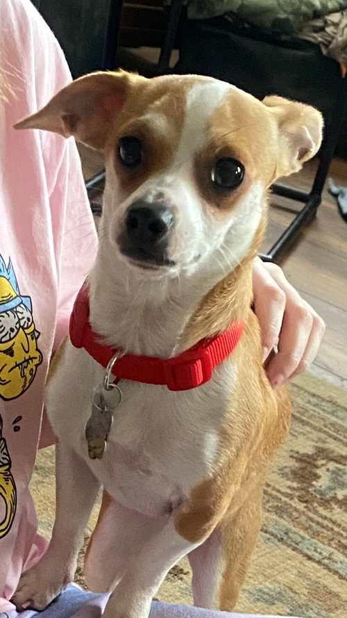 Dixie