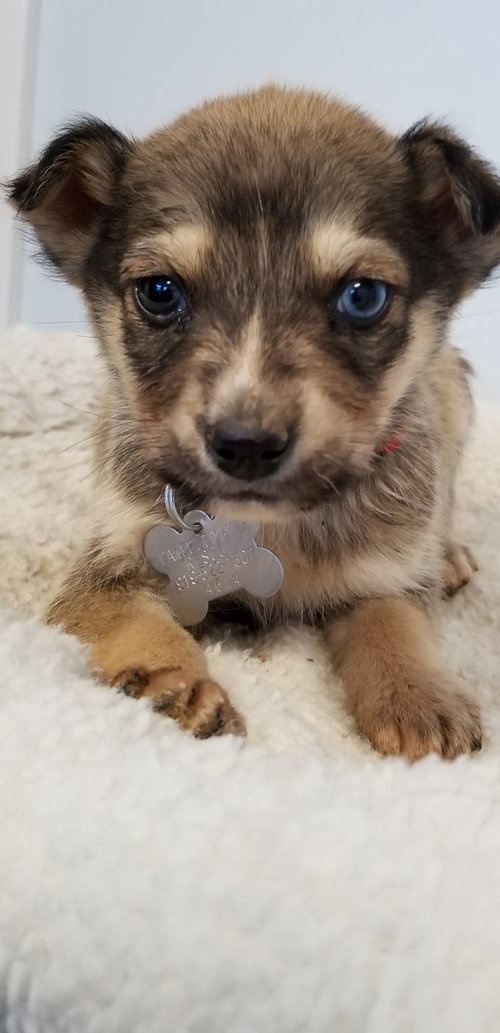 Ryder