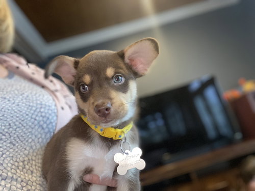 Munkee