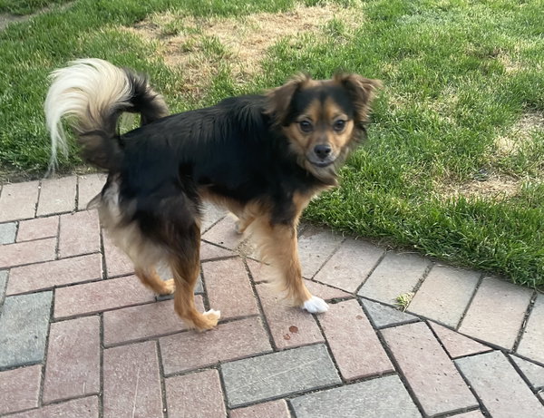 Pico AKA Tucker