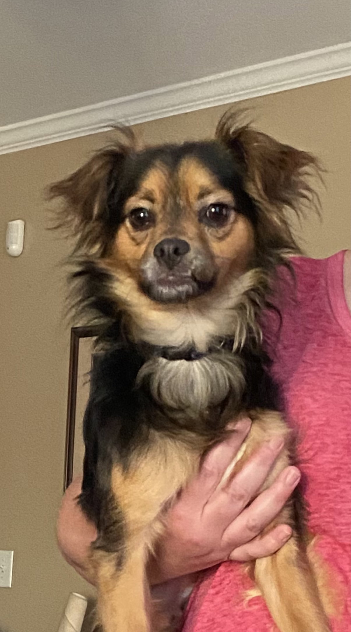 Pico AKA Tucker