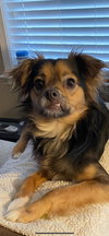 Pico AKA Tucker