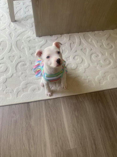 Pina