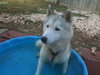 Maui-Application Pending