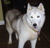 Maui-Application Pending