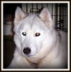 Maui-Application Pending