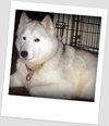 Maui-Application Pending