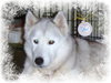 Maui-Application Pending