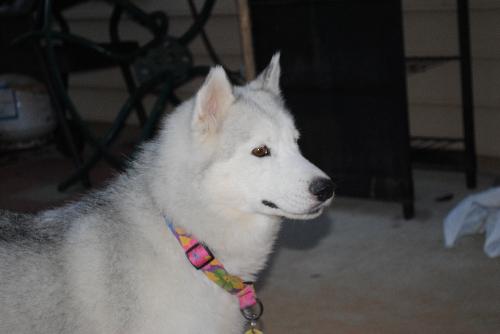 Maui-Application Pending