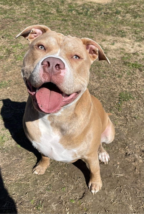 Cheddar