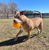 Cheddar