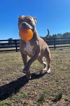 Cheddar