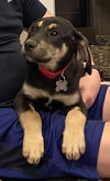 Ace