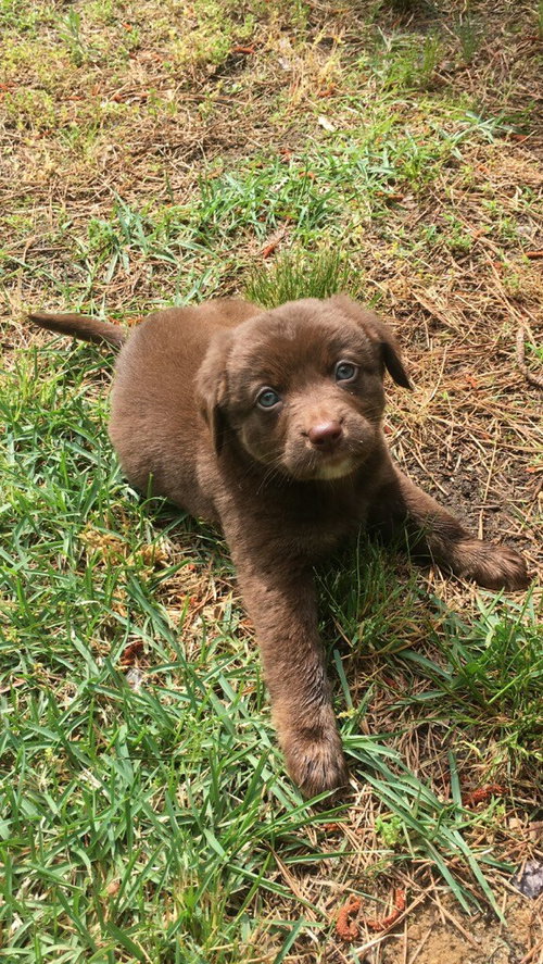 Piper
