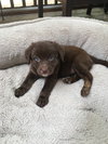 Piper
