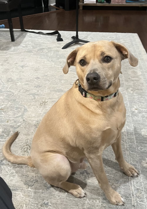 Mocha