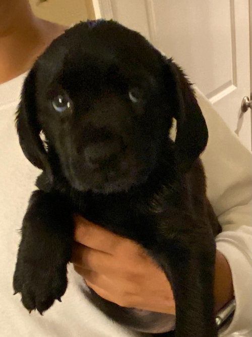 Basil