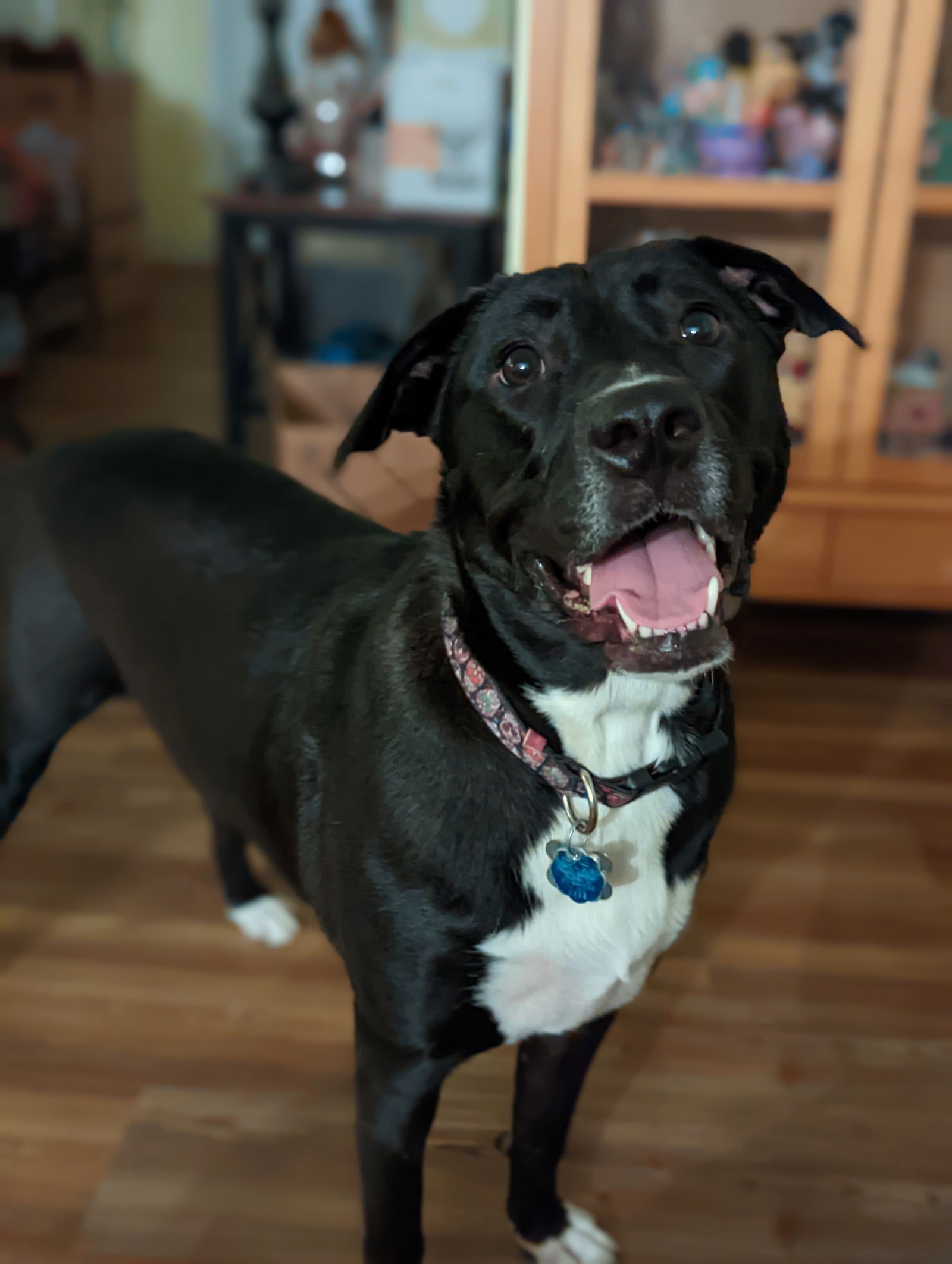 Pyrenees store terrier mix