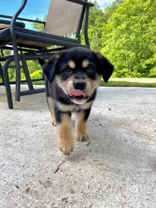 Teddy