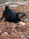 Roscoe