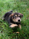 Roscoe