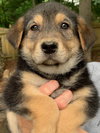 Roscoe