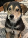 Roscoe