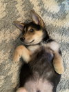 Roscoe