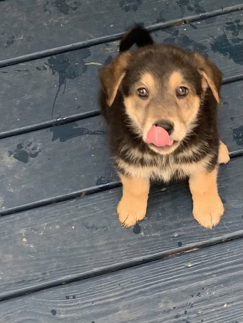 Roscoe