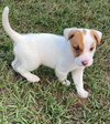 Archie