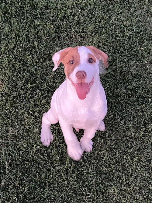 Archie