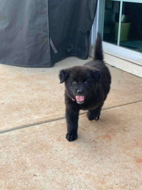 Stella