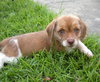 Kendi-Application Pending