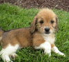 Kiska-Application Pending