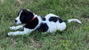 Baxter